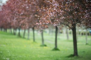 Kwitnące drzewa na Bulwarze Kurlandzkim w Krakowie